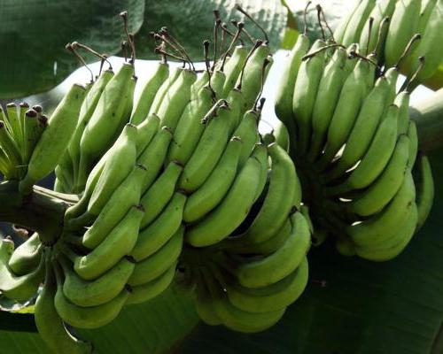 польза и вред бананов