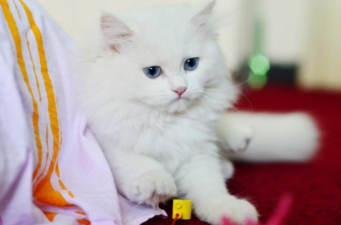турецкая ангорская кошка
