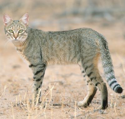 Дикие кошки: 24 породы, описание и характеристика
