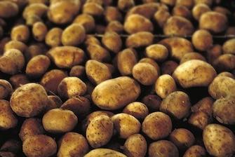 агротехника выращивания картофеля