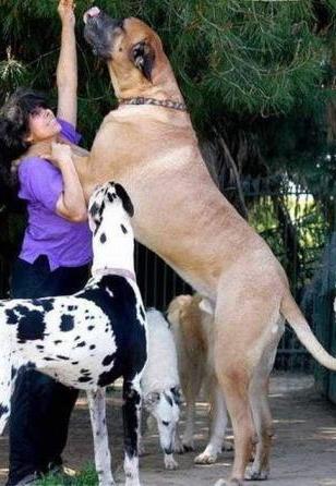 самые большие собаки в мире