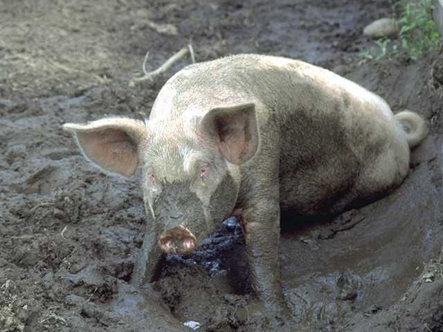 почему не едят свинину