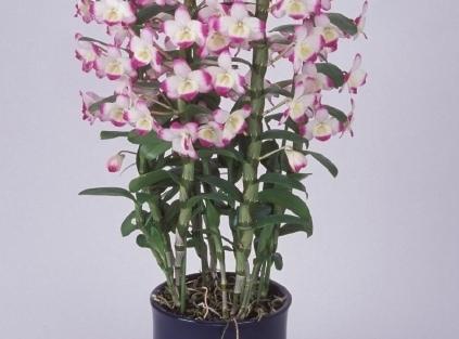 орхидея пафиопедилюм