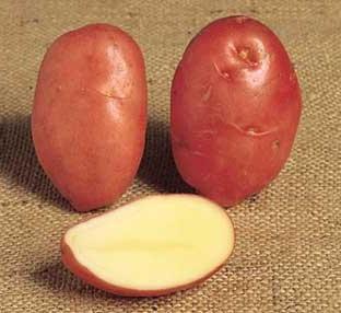 Новые сорта картофеля
