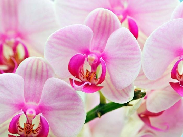 грунт для орхидей
