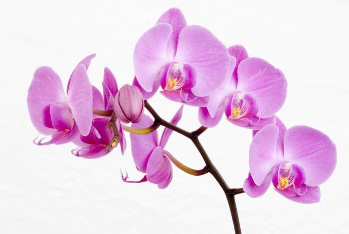 как пересадить орхидею