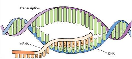 этапы биосинтеза белка