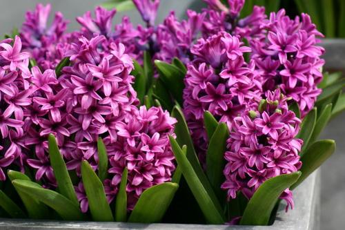 цветы гиацинт
