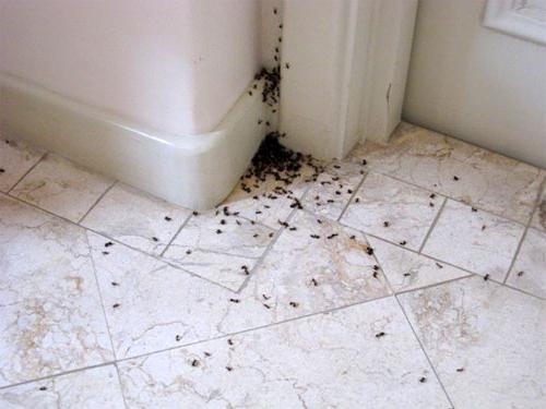 как бороться с муравьями в квартире