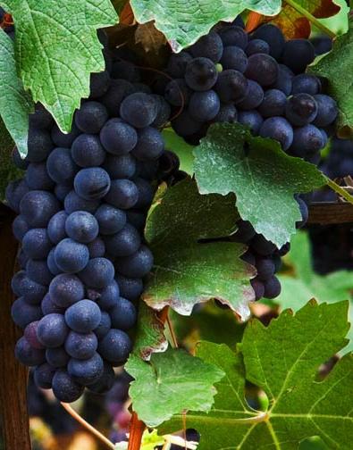 Уссурийский или амурский виноград