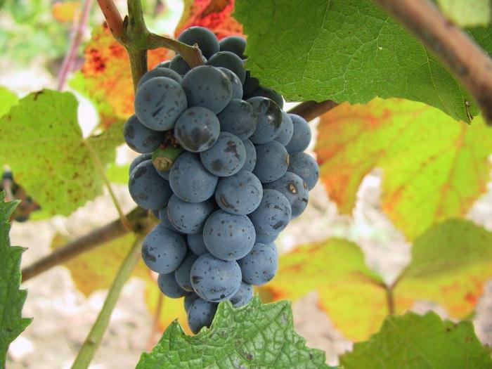 Виноград амурский — достойная альтернатива для средней полосы