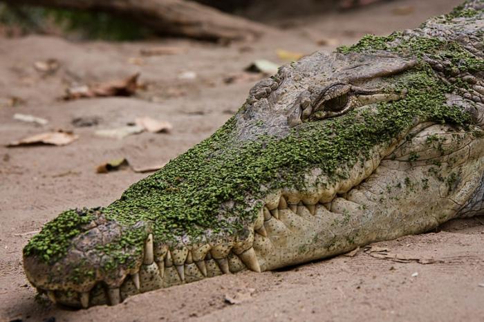 Во сне крокодил