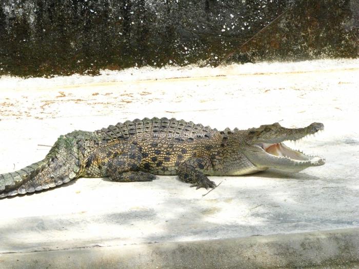 К чему снится крокодил