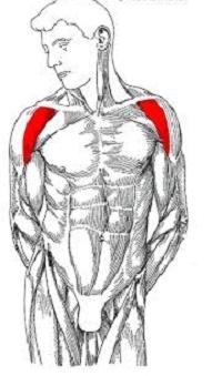 тренировка дельтовидных мышц