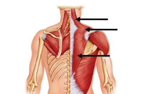 Трапециевидная Мышца Где Находится Фото