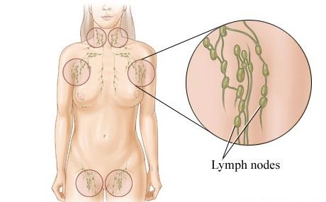  сколько лимфатических узлов у человека