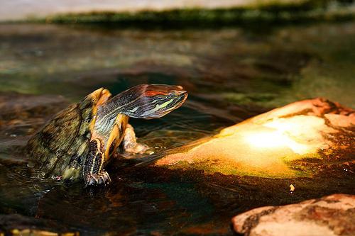 температура воды для красноухой черепахи