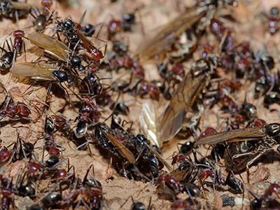 борьба с муравьями на даче