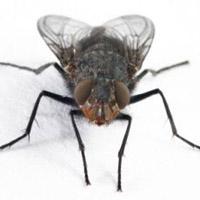 как избавиться от мух