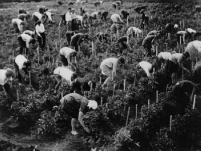 Коллективизация сельского хозяйства