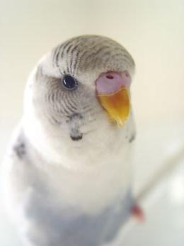 как научить попугаев разговаривать