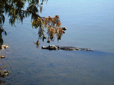 Сонник убить крокодила