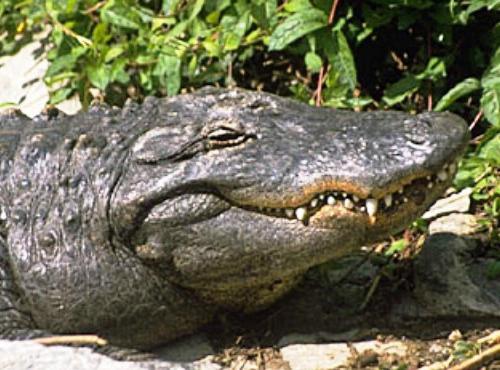 Толкование снов крокодил