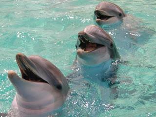 к чему сняться дельфины