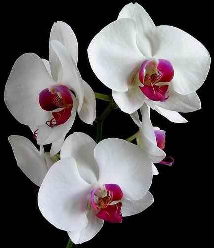 орхидеи уход в домашних условиях