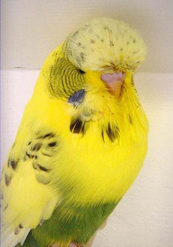 генетические мутации волнистых попугаев