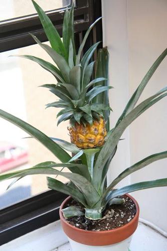 Вырастить ананас дома