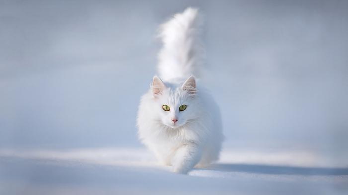 сколько живут персидские коты