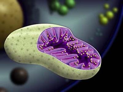 функции митохондрии