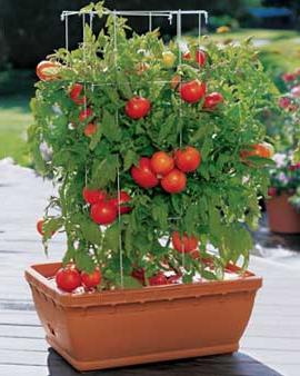 как правильно посеять томаты