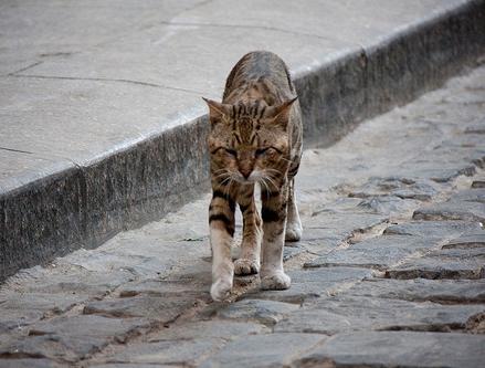 сколько живут кошки