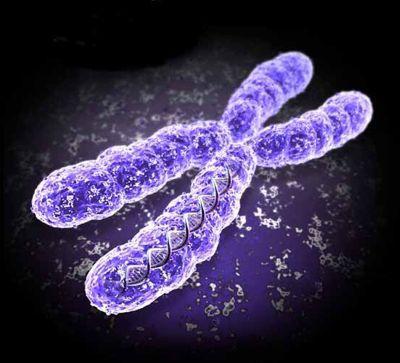 гаплоидный и диплоидный набор хромосом