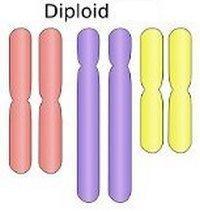 диплоидный набор хромосом