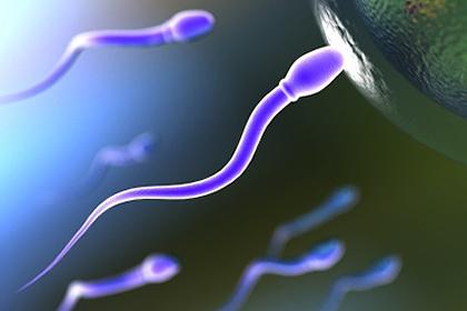 сколько живут сперматозоиды на воздухе