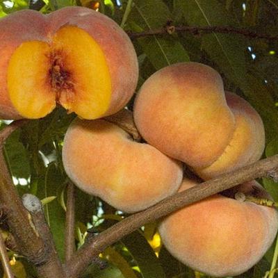 инжирные персики