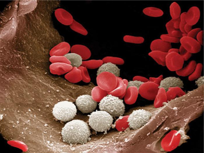 пониженный уровень лейкоцитов в крови 
