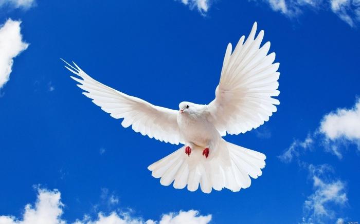 сонник белые голуби