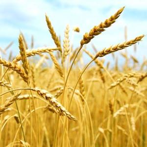 масло зародышей пшеницы для лица