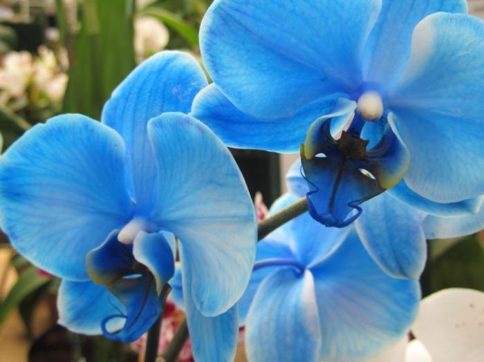орхидея синяя