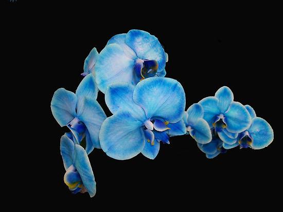 синяя орхидея уход