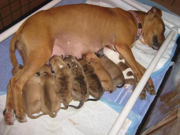 беременность у собак