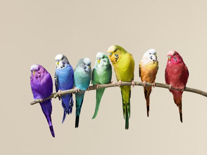 Виды волнистых попугаев
