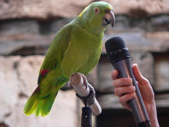 научить попугая говорить