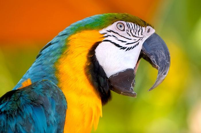 волнистые попугаи как научить говорить
