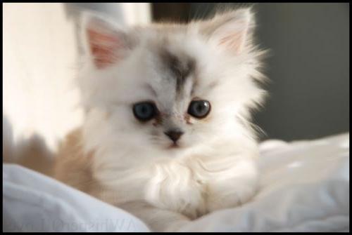 сонник котенок белый