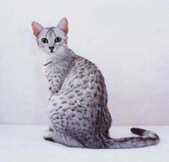 порода кошек египетская мау